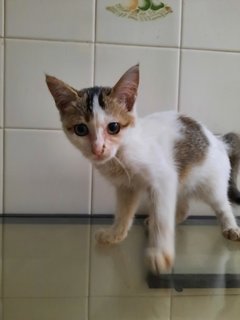 Tompok - Domestic Short Hair Cat