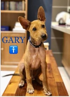 Gary - Mixed Breed Dog