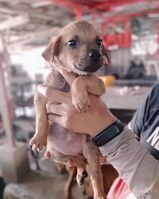 Mom Nom - Rhodesian Ridgeback Mix Dog