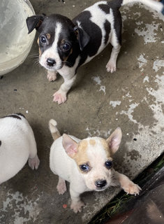 Teddy Bear N Friends - Mixed Breed Dog