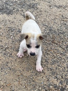 Teddy Bear N Friends - Mixed Breed Dog