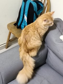 Limau 2 - Domestic Medium Hair + Domestic Long Hair Cat