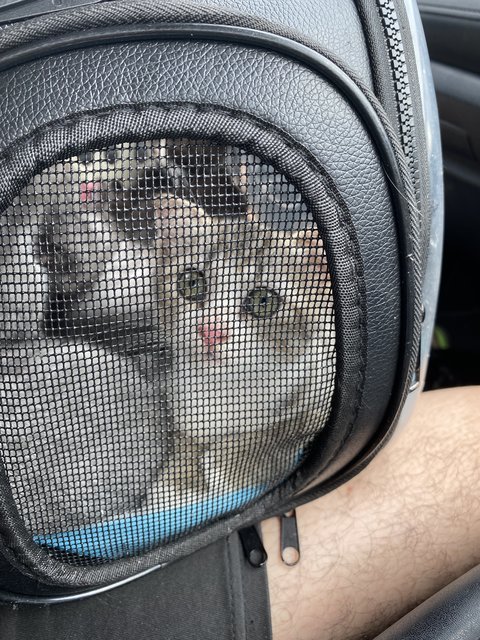 Teddy - Scottish Fold + British Shorthair Cat