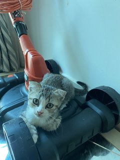 Teddy - Scottish Fold + British Shorthair Cat