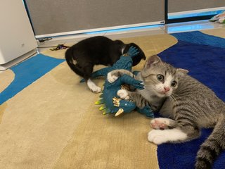 Teddy - Scottish Fold + British Shorthair Cat