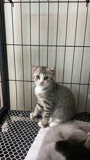 Teddy - Scottish Fold + British Shorthair Cat