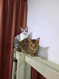 Candy &amp; Jelly - Domestic Short Hair Cat