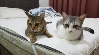 Candy &amp; Jelly - Domestic Short Hair Cat