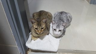 Candy &amp; Jelly - Domestic Short Hair Cat