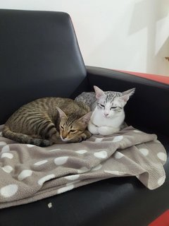 Candy &amp; Jelly - Domestic Short Hair Cat