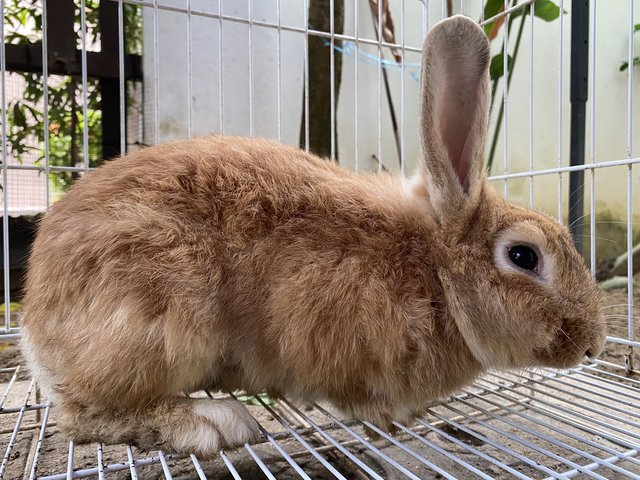 Peter - Angora Rabbit + English Lop Rabbit