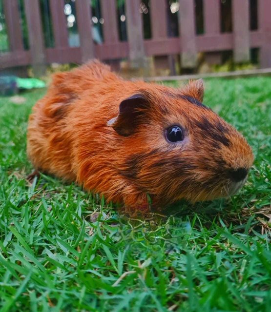 Cakie, Coco And Cookie - Guinea Pig Small & Furry