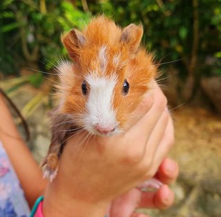 Cakie, Coco And Cookie - Guinea Pig Small & Furry