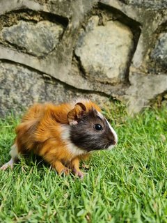 Cakie, Coco And Cookie - Guinea Pig Small & Furry