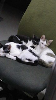 Kitties (3 Males) - Domestic Short Hair Cat