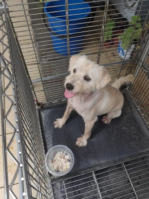 Adele - Maltese Dog
