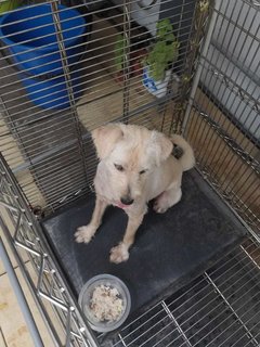 Adele - Maltese Dog