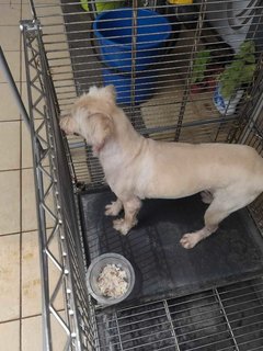 Adele - Maltese Dog
