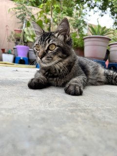 Messi - Domestic Short Hair Cat