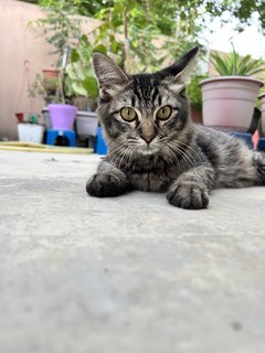 Messi - Domestic Short Hair Cat