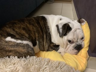 Haru Phuah - English Bulldog Dog