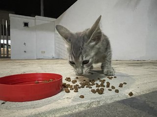 Dusty - Domestic Short Hair Cat