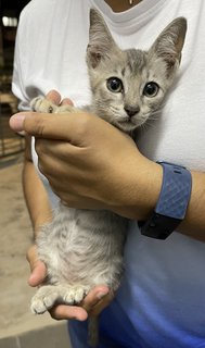 Dusty - Domestic Short Hair Cat