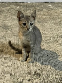 Dusty - Domestic Short Hair Cat