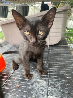 British - Domestic Short Hair Cat