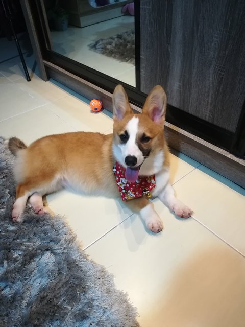 Jojo - Welsh Corgi Dog