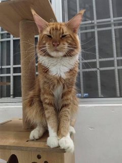 Ming - Maine Coon Cat