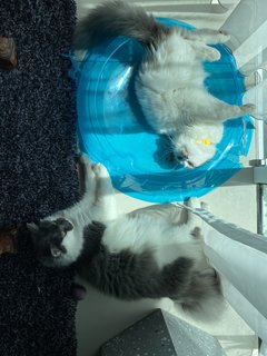 Kylo And Cleo - Persian + Domestic Long Hair Cat