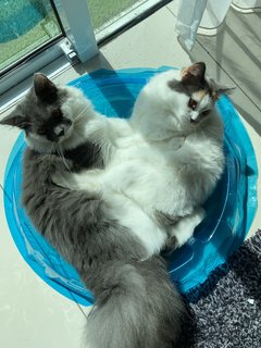 Kylo And Cleo - Persian + Domestic Long Hair Cat