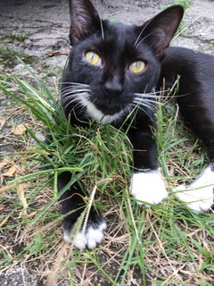 Black - Domestic Short Hair Cat