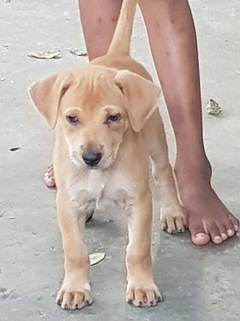 Tommy - Mixed Breed Dog