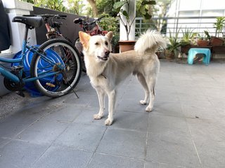 Beautiful - Shepherd Mix Dog