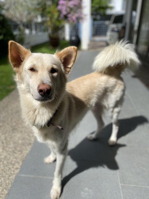 Beautiful - Shepherd Mix Dog