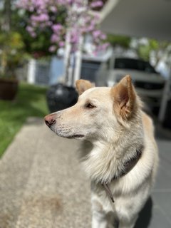 Beautiful - Shepherd Mix Dog