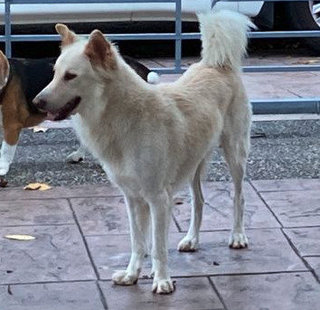 Beautiful - Shepherd Mix Dog