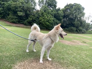 Beautiful - Shepherd Mix Dog