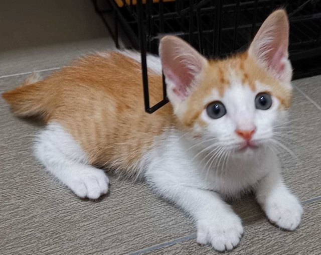 Orange - Domestic Short Hair Cat