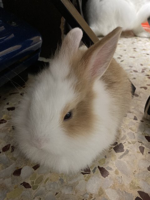 2 Female Baby Bunnies For Adoption - Bunny Rabbit Rabbit