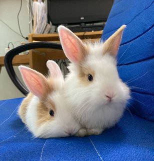 2 Female Baby Bunnies For Adoption - Bunny Rabbit Rabbit