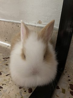 2 Female Baby Bunnies For Adoption - Bunny Rabbit Rabbit