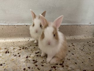 2 Female Baby Bunnies For Adoption - Bunny Rabbit Rabbit