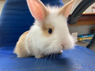 2 Female Baby Bunnies For Adoption - Bunny Rabbit Rabbit