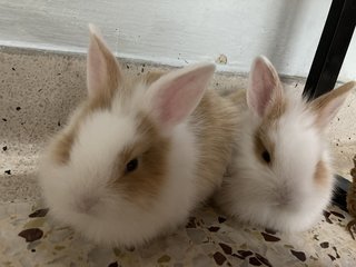 2 Female Baby Bunnies For Adoption - Bunny Rabbit Rabbit