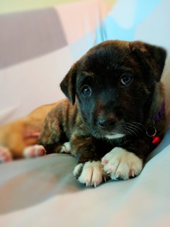 Reeple - Plott Hound Mix Dog