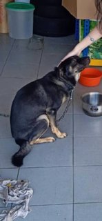 Xiaohei *have Found The Dog, Thank You* - Mixed Breed Dog