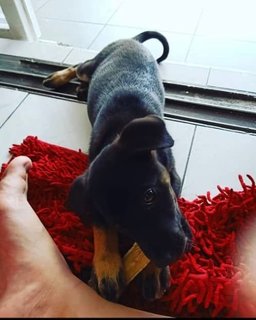 Xiaohei *have Found The Dog, Thank You* - Mixed Breed Dog